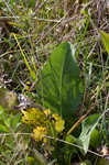 Prairie rosinweed